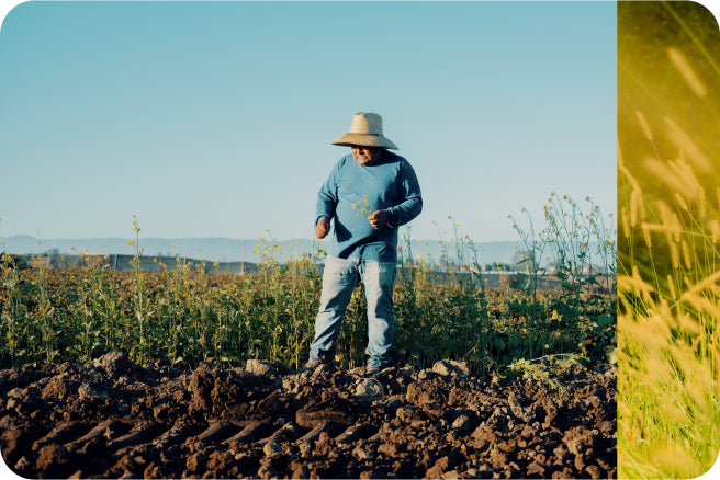 A collage of farmer standing in a field and wild rice.